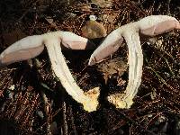 Agaricus californicus image