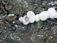 Schizophyllum commune image