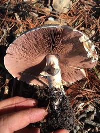 Agaricus californicus image