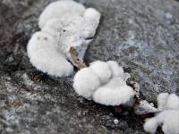 Schizophyllum commune image