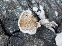 Schizophyllum commune image