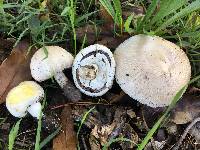 Agaricus xanthodermus image