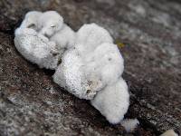 Schizophyllum commune image