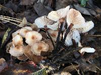 Gymnopus brassicolens var. brassicolens image