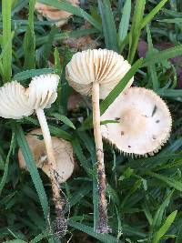 Marasmius oreades image