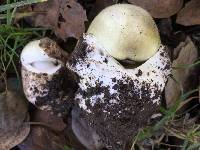 Amanita phalloides image