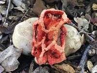 Clathrus ruber image