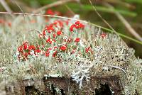 Cladonia cristatella image