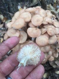 Armillaria tabescens image