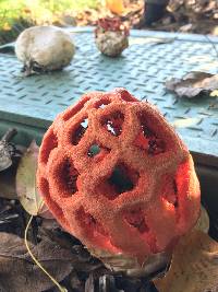 Clathrus ruber image