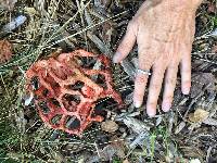 Clathrus ruber image