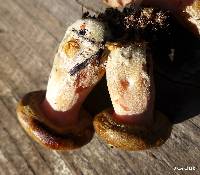 Paxillus cuprinus image