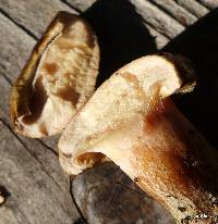 Paxillus cuprinus image