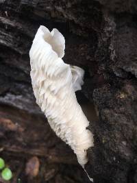 Pleurotus ostreatus image