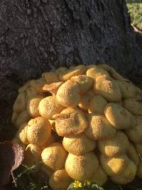 Armillaria tabescens image