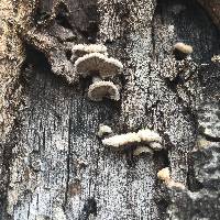 Schizophyllum commune image