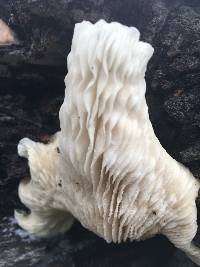 Pleurotus ostreatus image