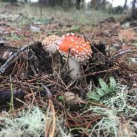 Amanita muscaria image