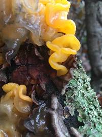 Tremella aurantia image