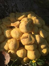 Armillaria tabescens image