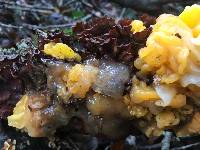 Tremella aurantia image