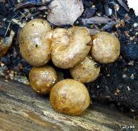 Paxillus cuprinus image