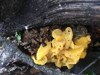 Tremella aurantia image