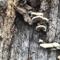 Schizophyllum commune image