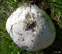 Agaricus campestris image