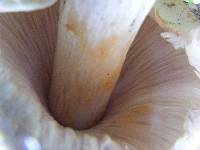 Chlorophyllum rhacodes image