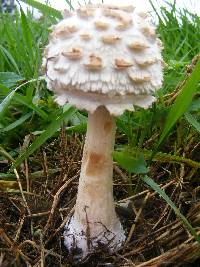 Chlorophyllum rhacodes image