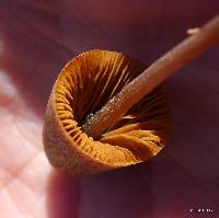 Conocybe tenera image