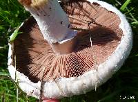 Agaricus campestris image