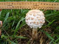 Chlorophyllum rhacodes image