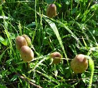 Conocybe tenera image