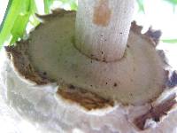 Chlorophyllum rhacodes image