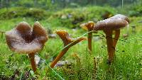 Craterellus tubaeformis image