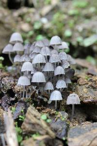 Coprinellus disseminatus image