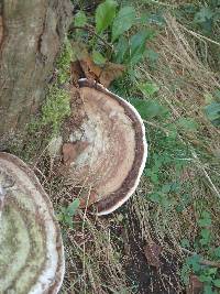 Ganoderma applanatum image