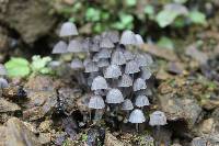 Coprinellus disseminatus image