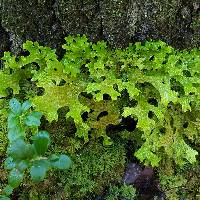 Lobaria pulmonaria image