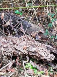 Trametes versicolor image