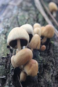 Coprinellus micaceus image