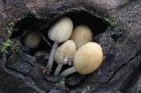 Coprinellus micaceus image