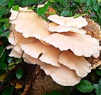 Pleurotus ostreatus image