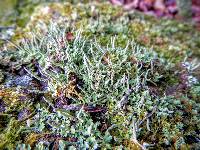 Cladonia coniocraea image
