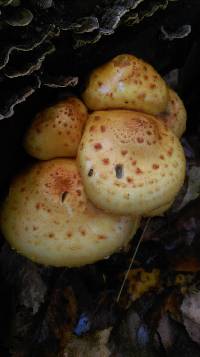 Pholiota aurivella image