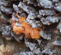 Tremella aurantia image