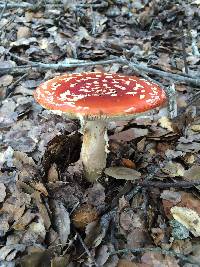 Amanita muscaria image