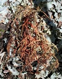 Usnea rubicunda image